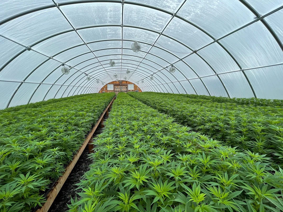 Terpsquad cultivation by Kilogramme Shop