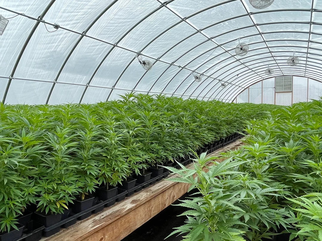 Hemp plants in cultivation
