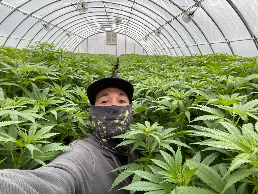 The cultivator at work