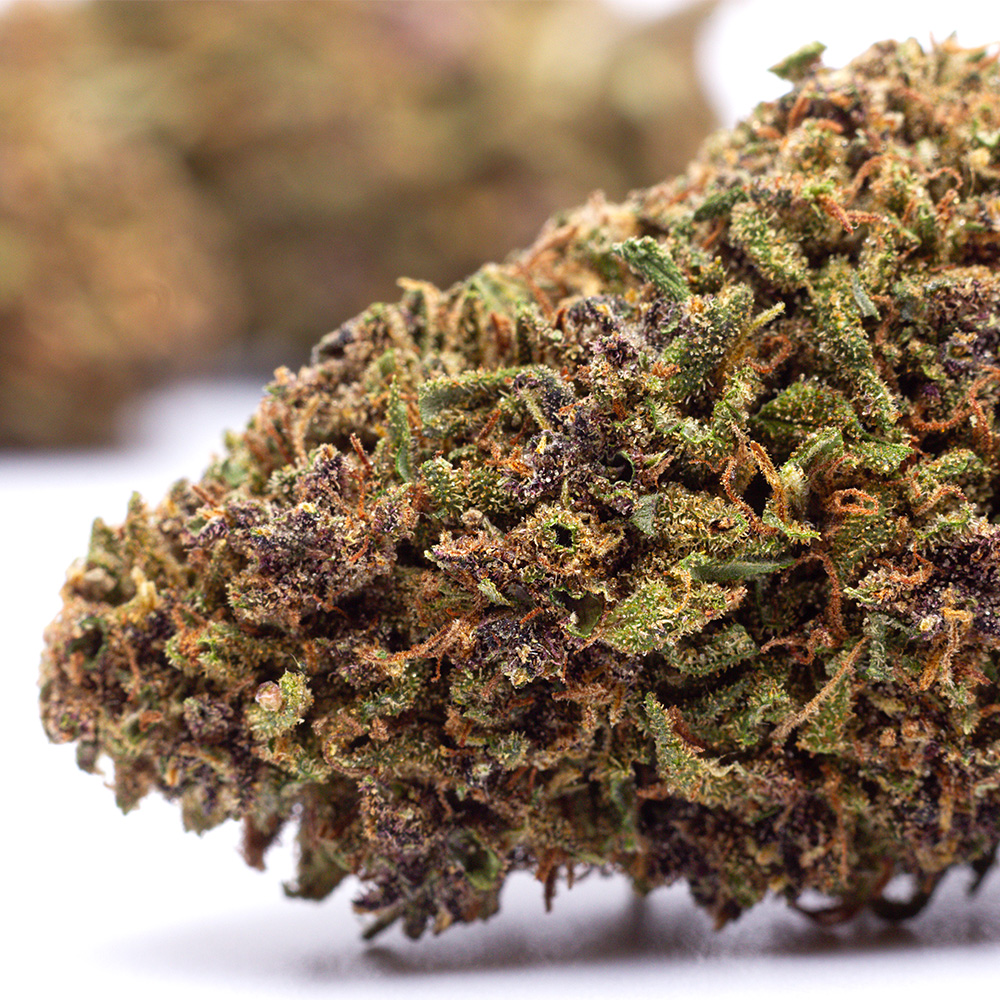 Une bud de CBD PURPLE RUNTZ