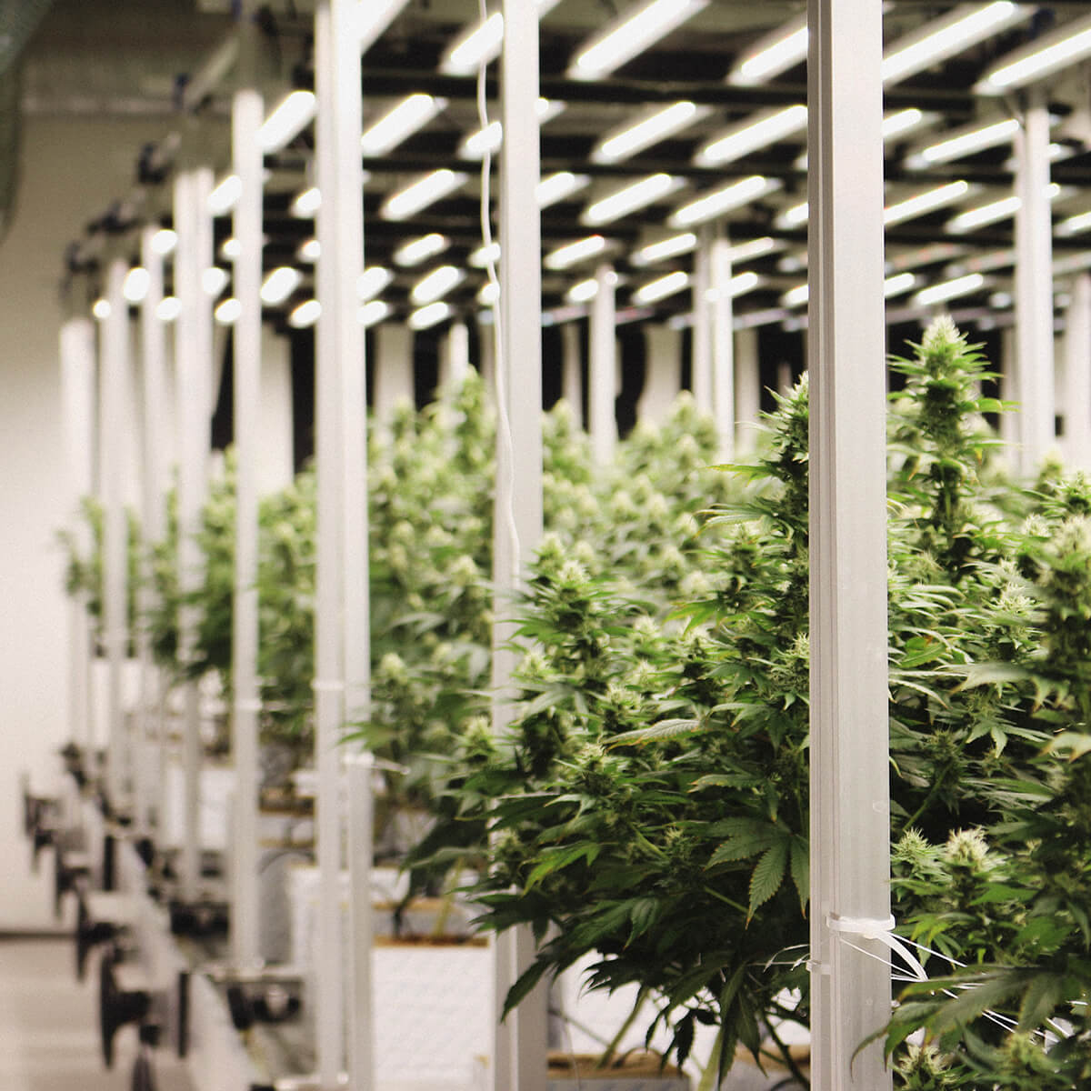 Quelques plants de cannabis dans la serre de Kilogrammes.