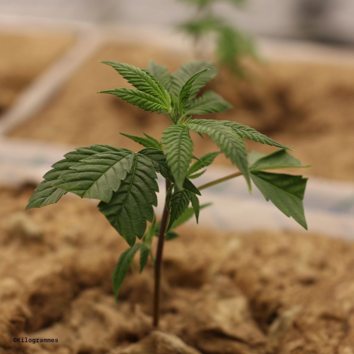jeune pousse de cannabis indoor kilogrammes